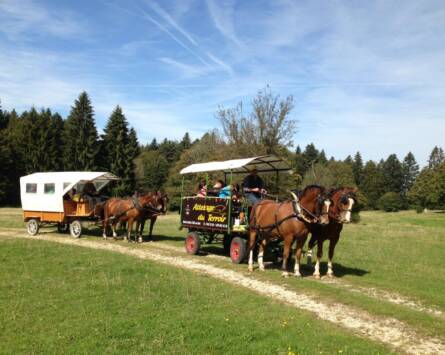 Balade en calèche au coeur des Franches-Montagnes
